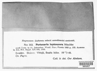 Lepra multipuncta image